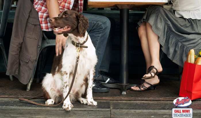 Does a Business Owner Have the Right to Deny a Dog Entrance?