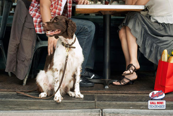 Does a Business Owner Have the Right to Deny a Dog Entrance?