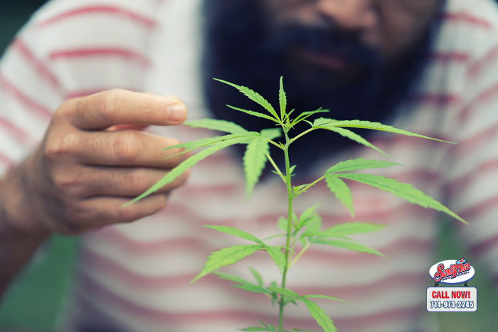 So, You Want to Grow Your Own Marijuana at Home