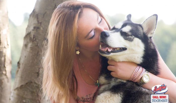 dog bite laws in california