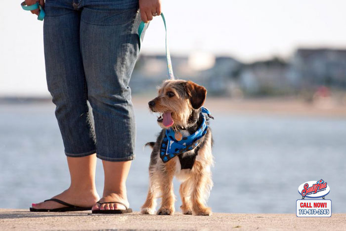 dog leash laws in california