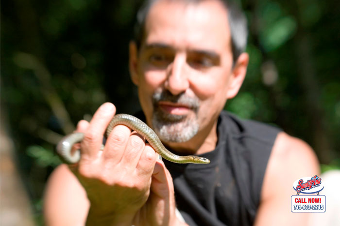snake dangers